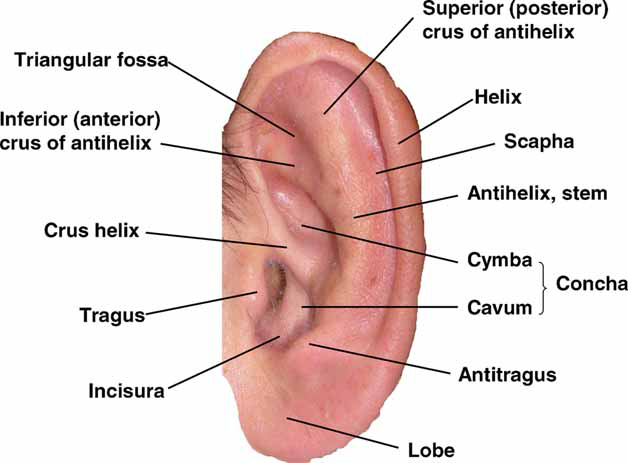 concha of ear