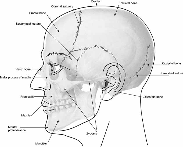 face-bone-structure-anatomy