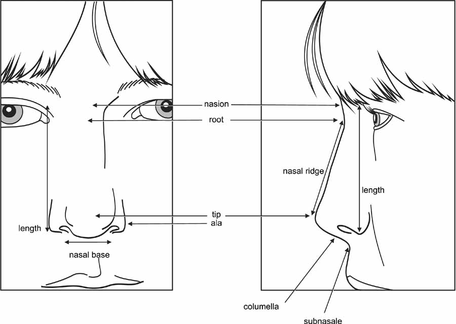 Nasal Dorsum Anatomy