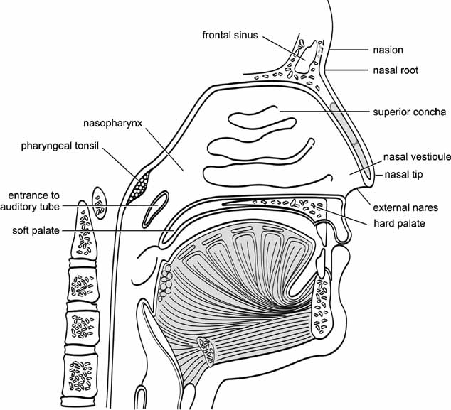 Nose Anatomy External