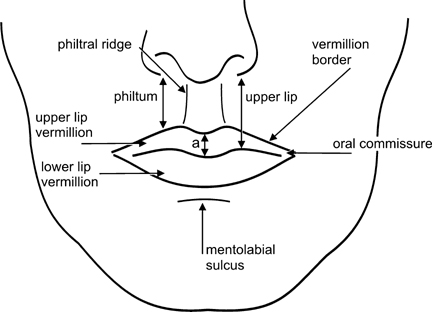 medical term for lip #11