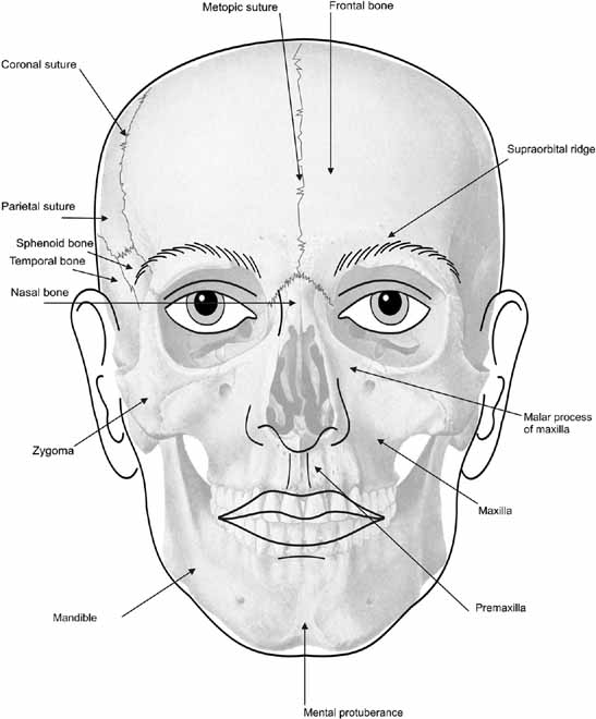 What is a human face called?