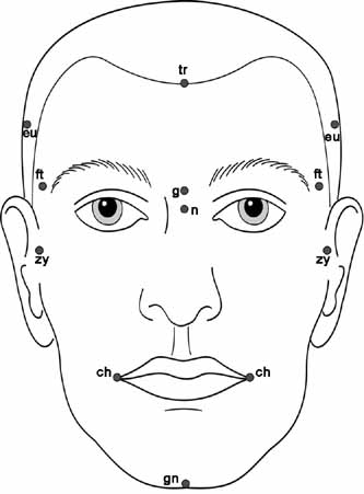 the temple of face anatomy
