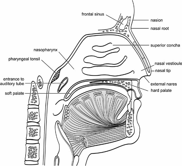 Parts Of The Nose Internal - Yorath Folant