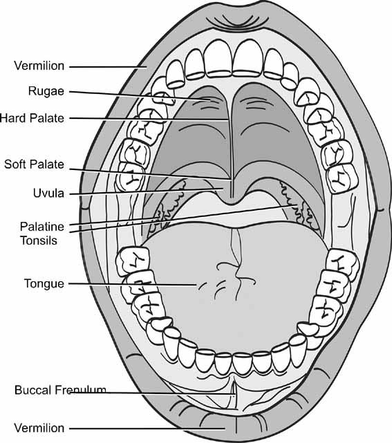 Tongue, noteskarts. Elements of Morphology: Human Malformation Terminology